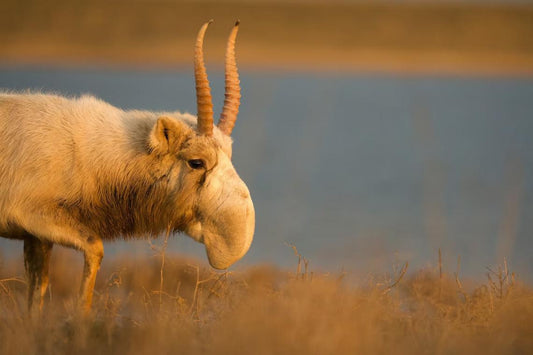 Тази степна антилопа почти беше изчезнала. 20 години по-късно видът процъфтява